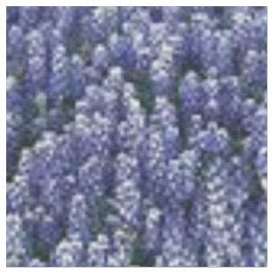 Texasbluebonnets-Gewebe Stoff