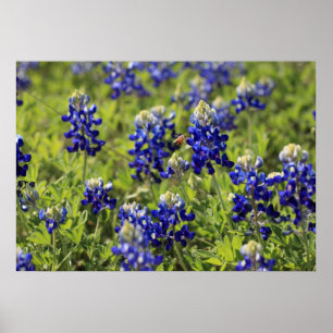 Texasbluebonnets-Plakat Poster