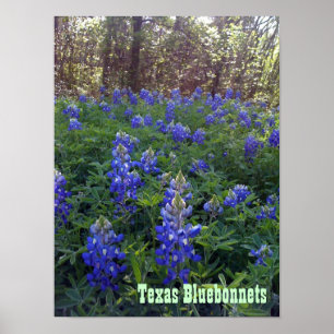 TEXASBLUEBONNETS POSTER