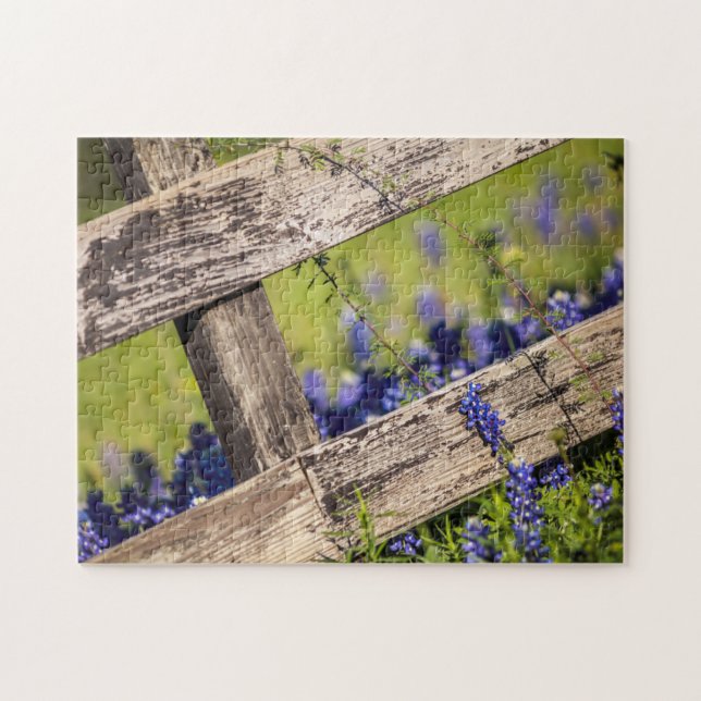 TexasBluebonnets um einen Land-Zaun (Horizontal)
