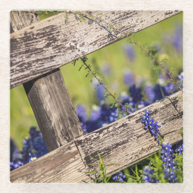 TexasBluebonnets um einen Land-Zaun Glasuntersetzer (Vorderseite)