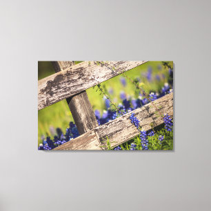 TexasBluebonnets um einen Land-Zaun Leinwanddruck