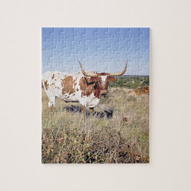 Texaslonghorn-Zucht (Foto) (Vertikal)