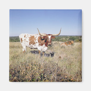 Texaslonghorn-Zucht (Foto) Magnet