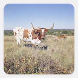 Texaslonghorn-Zucht (Foto) Quadratischer Aufkleber