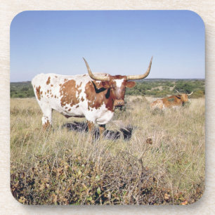 Texaslonghorn-Zucht (Foto) Untersetzer