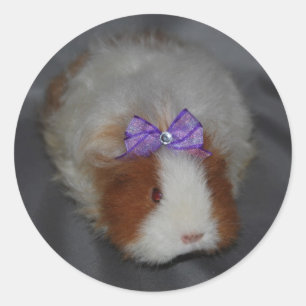 Texel Meerschweinchen mit Bogen Runder Aufkleber