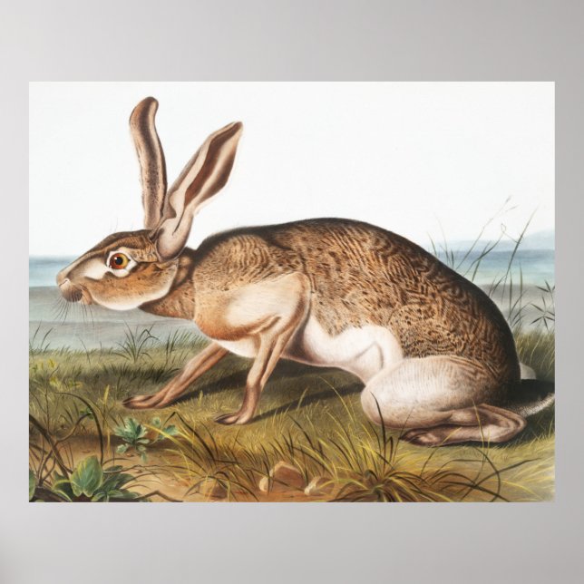 Texian Hare (Lepus Texianus) Rabbit Illustration Poster (Vorne)