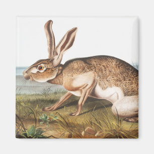 Texian-Hase (Lepus Texianus) Kaninchen-Illustratio Magnet