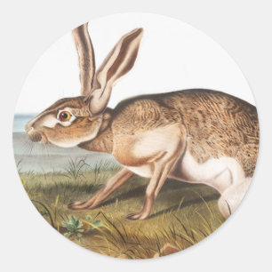 Texian-Hase (Lepus Texianus) Kaninchen-Illustratio Runder Aufkleber