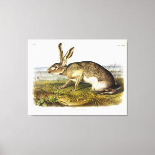 Texischer Hase, Schwarzschwanz-Jack-Kaninchen von Leinwanddruck