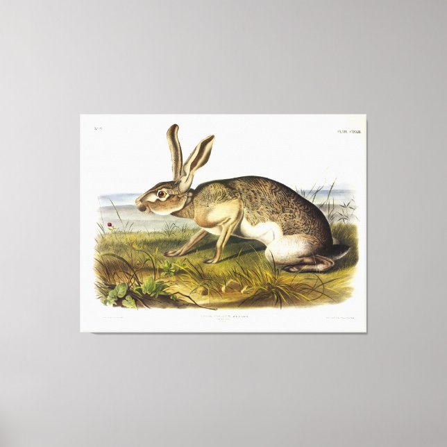 Texischer Hase, Schwarzschwanz-Jack-Kaninchen von  Leinwanddruck (Vorderseite)