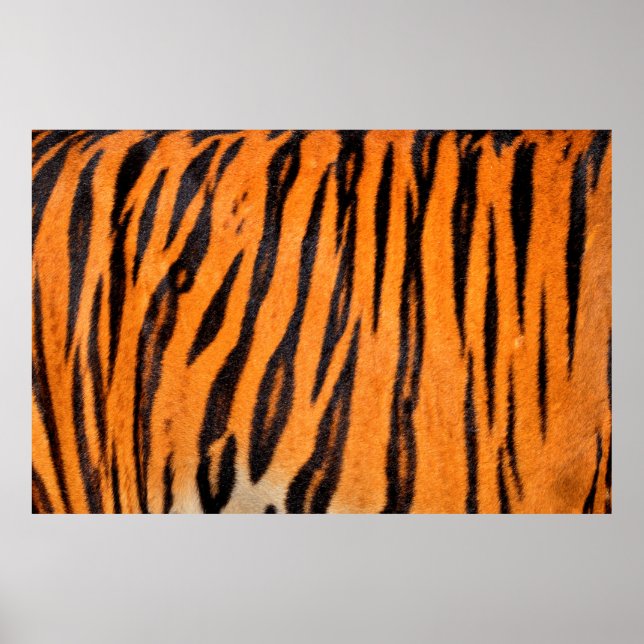 Textur des Tigers Poster (Vorne)