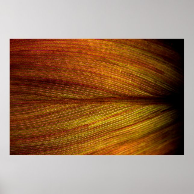 Texturleverlandmakro Poster (Vorne)