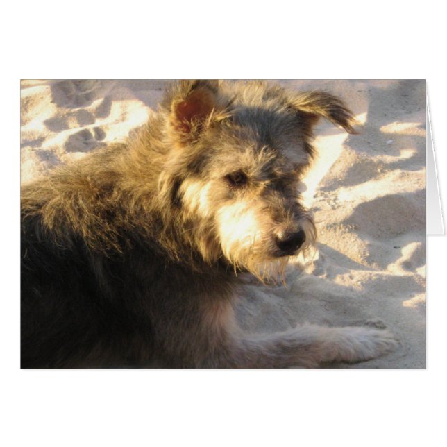 Thai Beach Dog Card (Vorderseite (Horizontal))