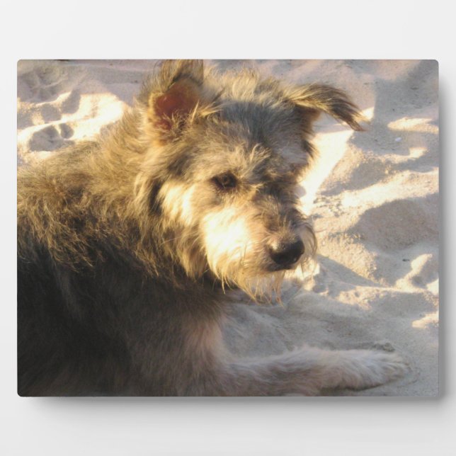 Thai Beach Dog Fotoplatte (Vorderseite)