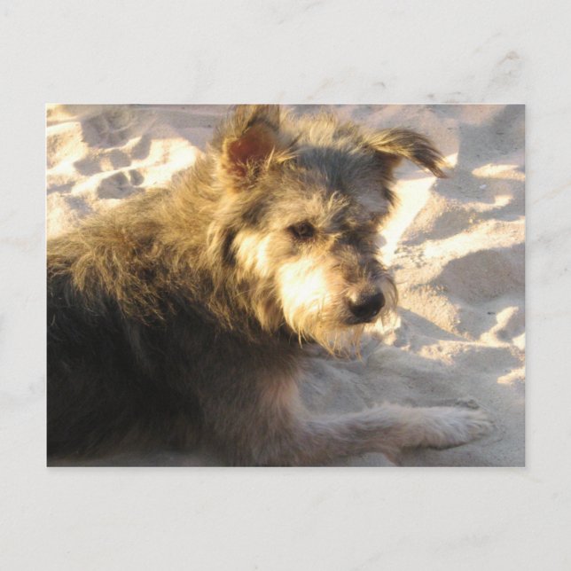 Thai Beach Dog Postkarte (Vorderseite)