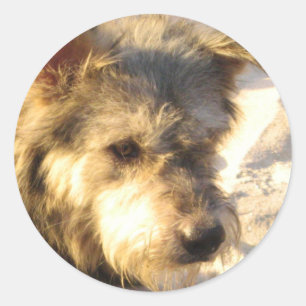 Thai Beach Dog Runder Aufkleber
