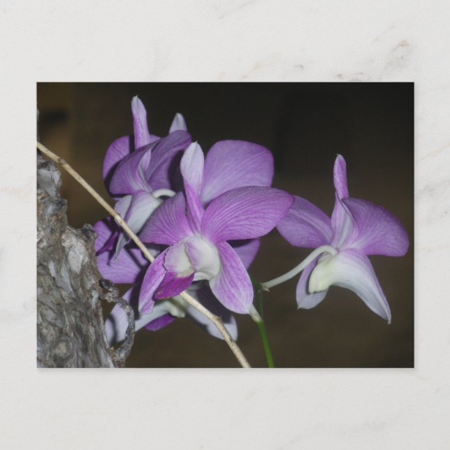 Thai Orchid Postkarte (Vorderseite)