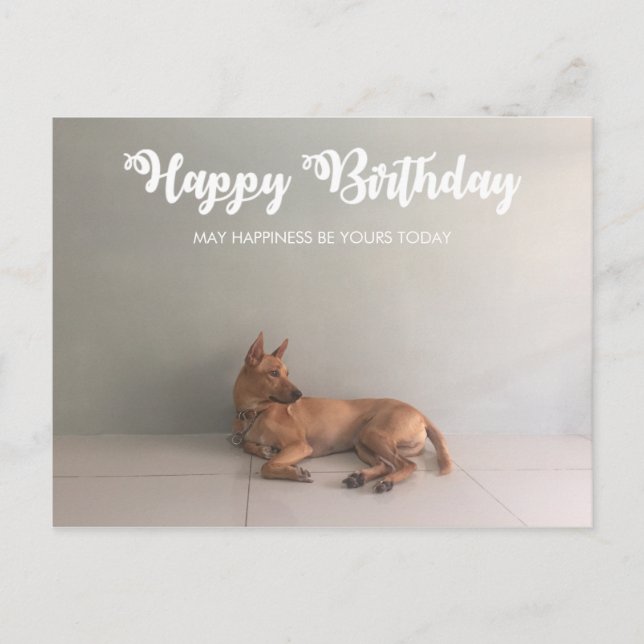 Thai Ridgeback Dog Happy Birthday Postcard Postkarte (Vorderseite)