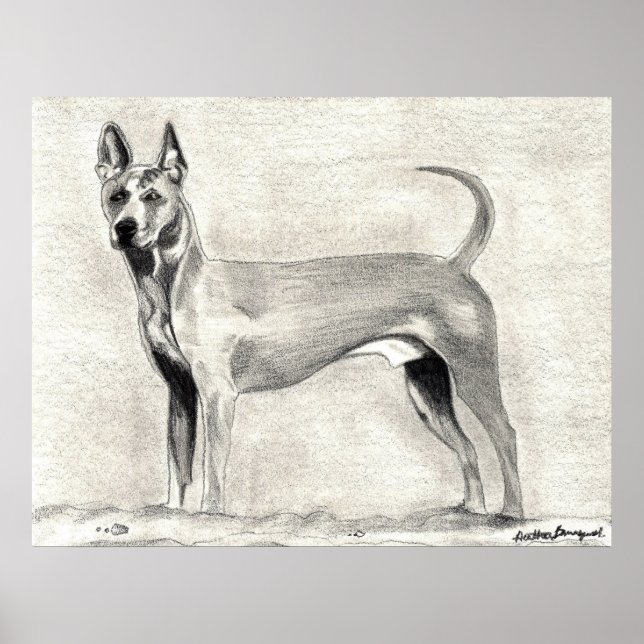 Thai Ridgeback Dog Print Poster (Vorne)