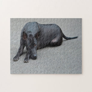 Thai Ridgeback Hunde Jigsaws.