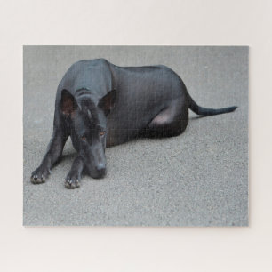 Thai Ridgeback Hunde Puzzles.