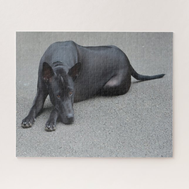 Thai Ridgeback Hunde Puzzles. (Horizontal)