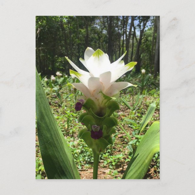 Thai Tulips, Blume aus Thailand Postkarte (Vorderseite)
