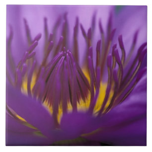 Thailand, Bangkok, Lila und gelbe Lotusblume 2 Fliese