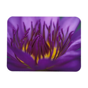 Thailand, Bangkok, Lila und gelbe Lotusblume 2 Magnet
