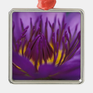 Thailand, Bangkok, Lila und gelbe Lotusblume 2 Silbernes Ornament