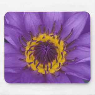 Thailand, Bangkok, Lila und gelbe Lotusblume Mousepad