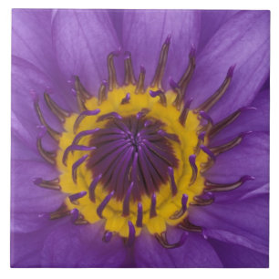 Thailand, Bangkok, Lila und gelbe Lotusblüte Fliese