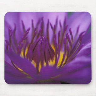 Thailand, Bangkok, Lila und gelber Lotus 2 Mousepad