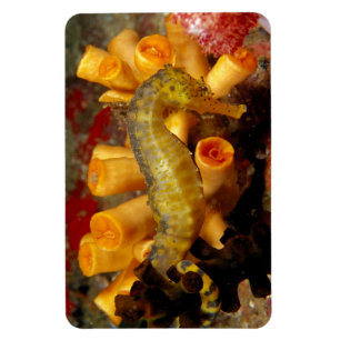 Thailand, Nahaufnahme Seepferdchen Magnet