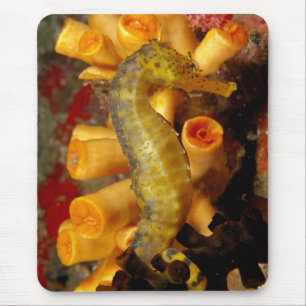 Thailand, Nahaufnahme Seepferdchen Mousepad