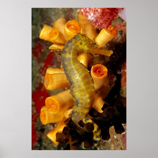 Thailand, Nahes Seepferd Poster (Vorne)