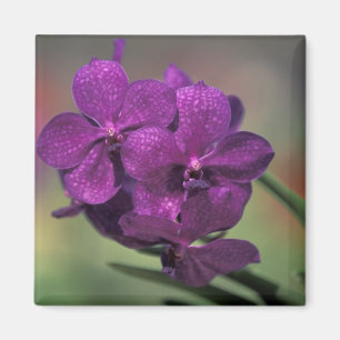 Thailand, Nordthailand, in der Nähe von Chang Mai Magnet