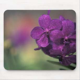 Thailand, Nordthailand, nahe Chang Mai, Mae 2 Mousepad