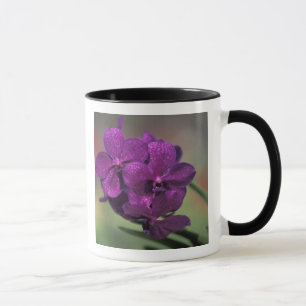 Thailand, Nordthailand, nahe Chang Mai, Mae Tasse