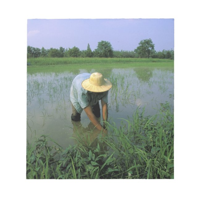 Thailand, Sukhothai. Reis Bauer. HERR Notizblock (Vorderseite)