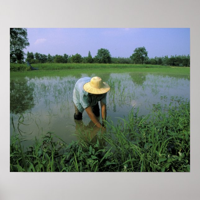 Thailand, Sukhothai. Reis Bauer. HERR Poster (Vorne)