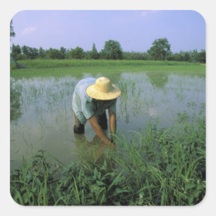 Thailand, Sukhothai. Reis Bauer. HERR Quadratischer Aufkleber