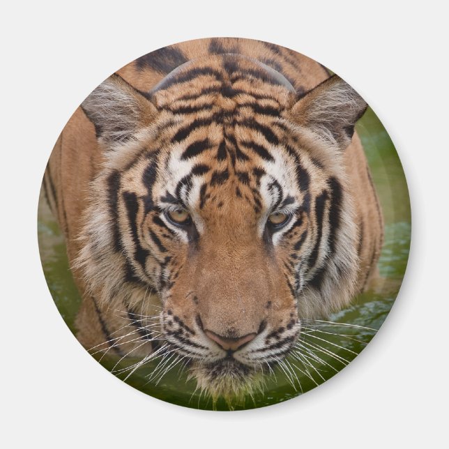 Thailand Tiger Kühlschrankmagnet (Vorne)