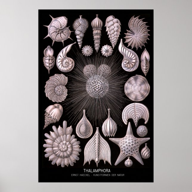 Thalamphora - Plate 2 - Kunstformen der Natur Poster (Vorne)