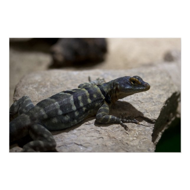 Thalassinus Poster (Vorderseite)