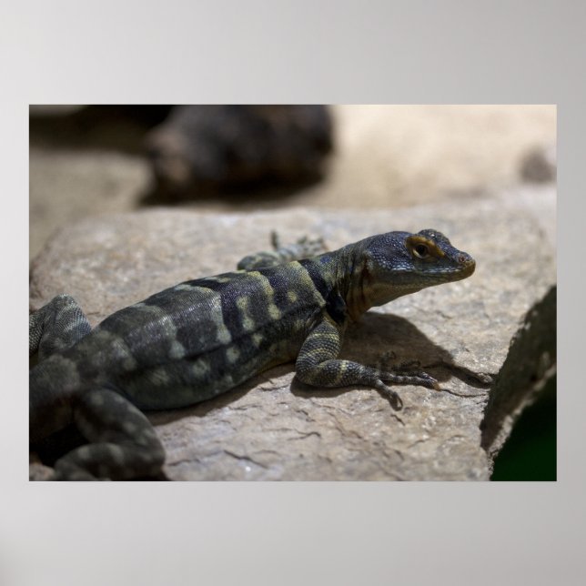 Thalassinus Poster (Vorne)