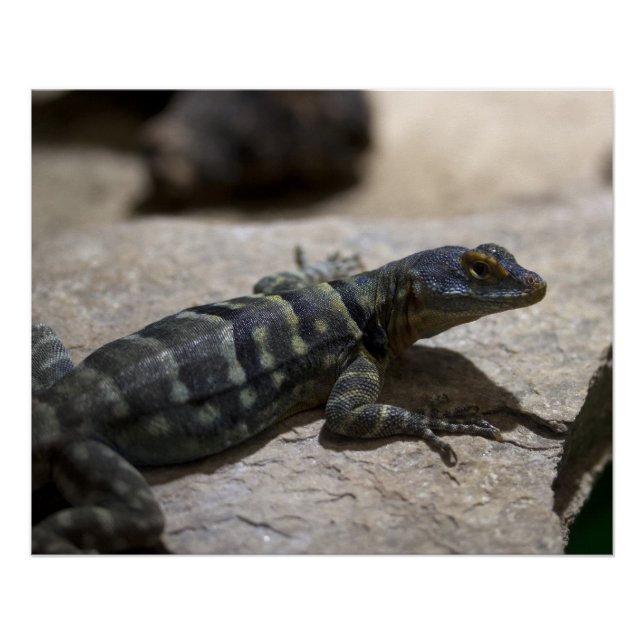 Thalassinus Poster (Vorderseite)