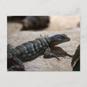 Thalassinus Postkarte